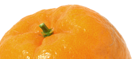 主な柑橘類説明
