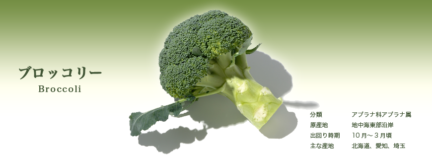 ブロッコリー