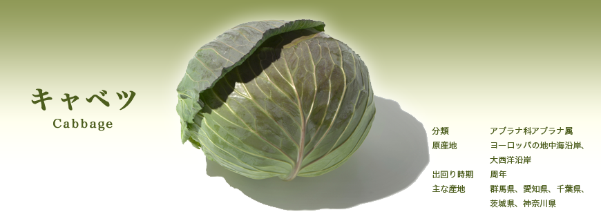 キャベツ